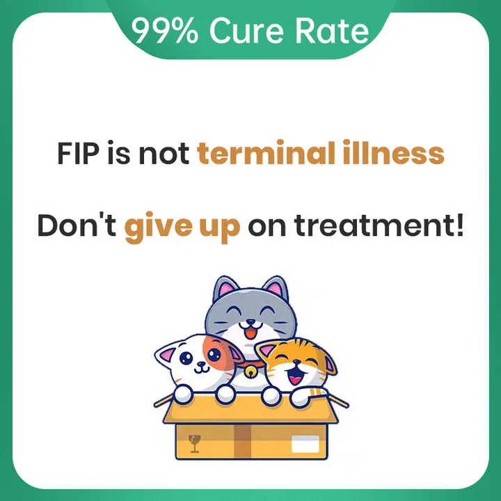 حيوان القط اختبار سريع القطط اختبار التهاب الصفاق المعدي اختبار FIPV FIP Ag عدة القط Cat Animal Rapid Test Feline Infectious Peritonitis Test FIPV FIP Ag Kit Cat