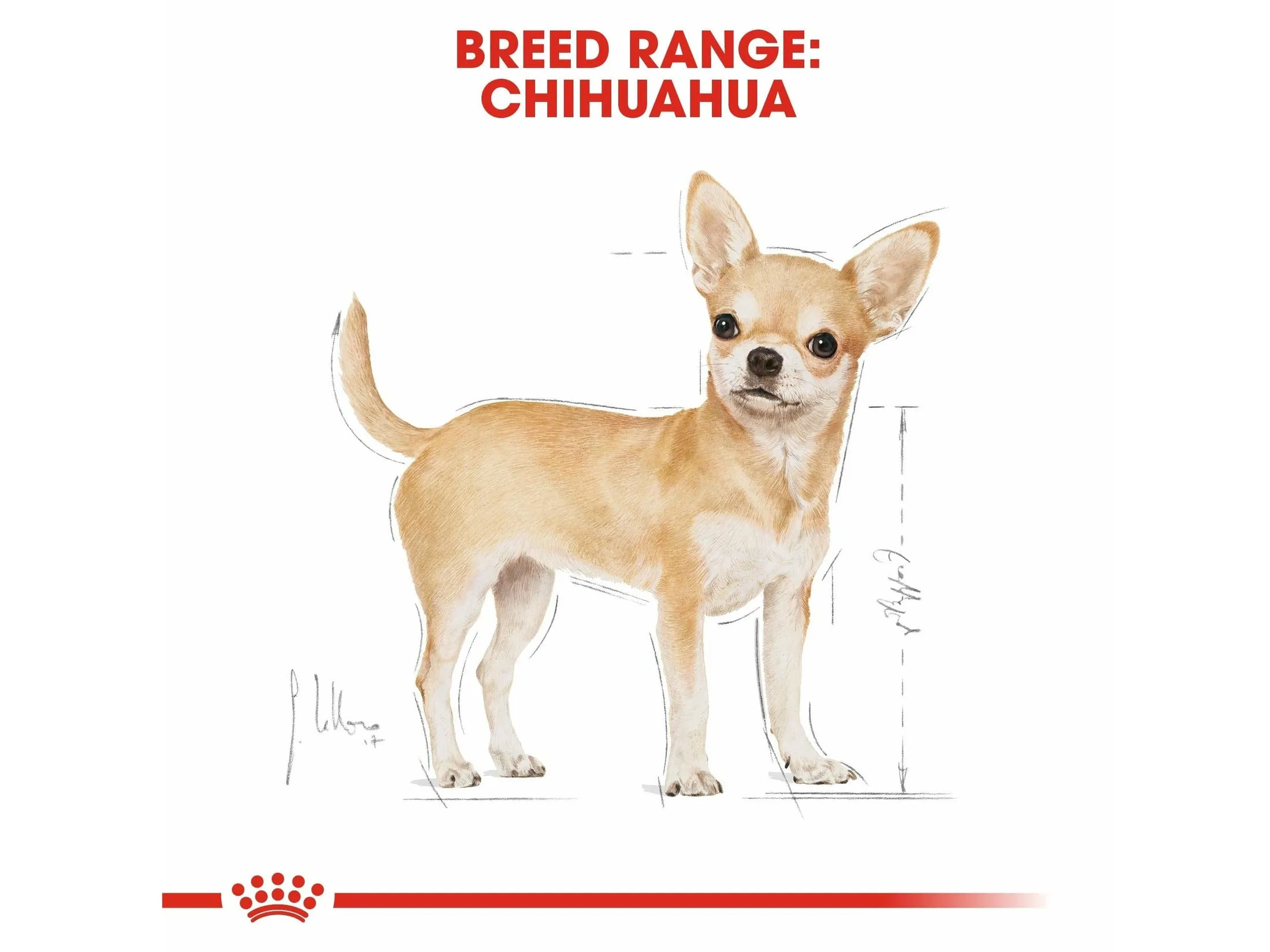 Breed Health Nutrition Chihuahua Adult 1.5 KG