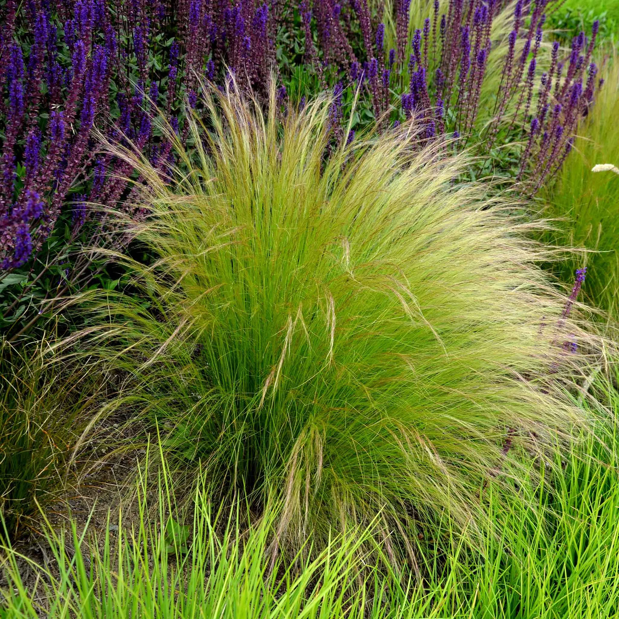 Grass Seeds - Mexican Feather Grass 