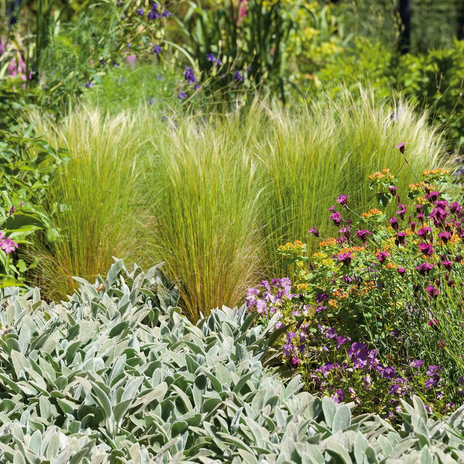 Grass Seeds - Mexican Feather Grass 