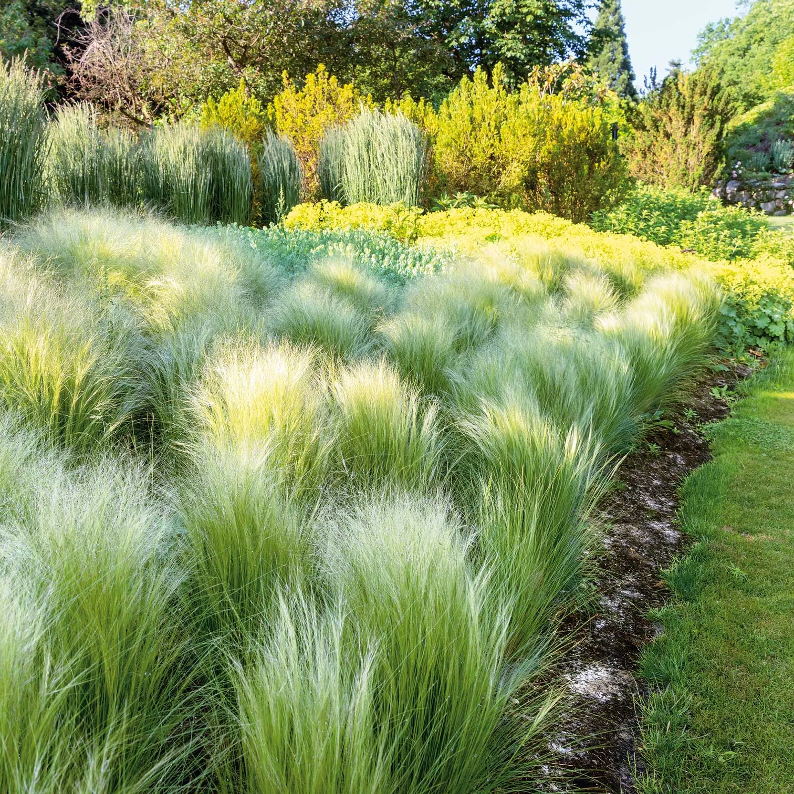 Grass Seeds - Mexican Feather Grass 