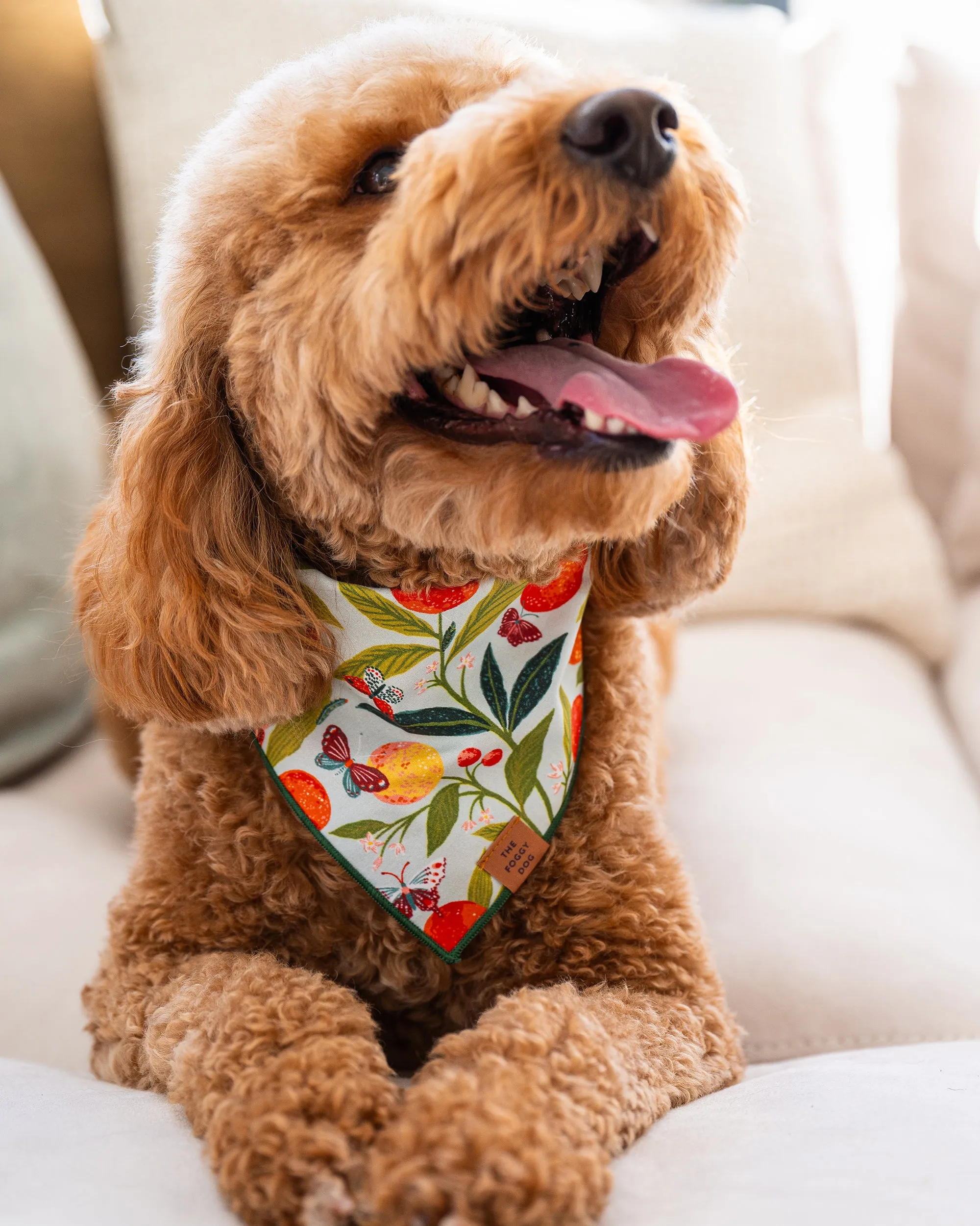 PF x The Foggy Dog Butterfly Grove - Short Set & Dog Bandana Bundle - Soft Blue